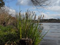 Carex elata, Tufted Sedge