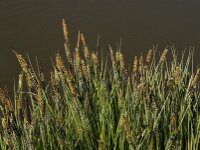 Carex elata 14, Stijve zegge, Saxifraga-Jan van der Straaten