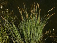 Carex elata 15, Stijve zegge, Saxifraga-Jan van der Straaten
