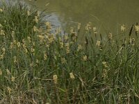Carex elata 16, Stijve zegge, Saxifraga-Willem van Kruijsbergen