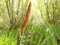 Carex elata 18, Stijve zegge, Saxifraga-Peter Meininger