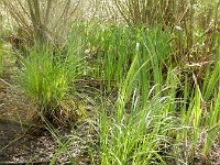 Carex elata 20, Stijve zegge, Saxifraga-Peter Meininger