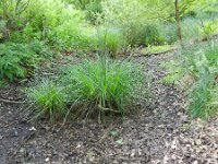 Carex elata 21, Stijve zegge, Saxifraga-Rutger Barendse