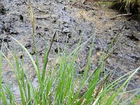 Carex elata 23, Stijve zegge, Saxifraga-Rutger Barendse