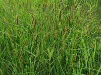 Carex elata 29, Stijve zegge, Saxifraga-Hans Boll