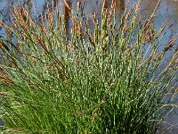 Carex elata 3, Stijve zegge, Saxifraga-Ed Stikvoort