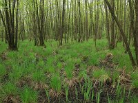 Carex elata 30, Stijve zegge, Saxifraga-Hans Boll
