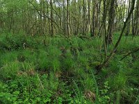 Carex elata 33, Stijve zegge, Saxifraga-Hans Boll