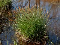 Carex elata 38, Stijve zegge, Saxifraga-Ed Stikvoort