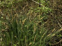 Carex elata 4, Stijve zegge, Saxifraga-Jan van der Straaten