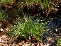 Carex elata 41, Stijve zegge, Saxifraga-Ed Stikvoort