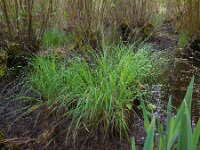 Carex elata 45, Stijve zegge, Saxifraga-Ed Stikvoort