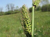 Carex elata 7, Stijve zegge, Saxifraga-Jasenka Topic
