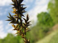 Carex elongata, Elongated Sedge