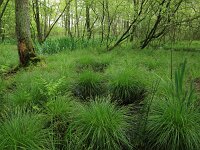Carex elongata 11, Elzenzegge, Saxifraga-Hans Boll