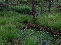 Carex elongata 15, Elzenzegge, Saxifraga-Hans Boll