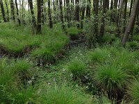 Carex elongata 17, Elzenzegge, Saxifraga-Hans Boll