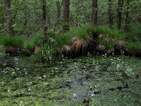 Carex elongata 18, Elzenzegge, Saxifraga-Hans Boll