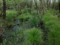 Carex elongata 21, Elzenzegge, Saxifraga-Hans Boll