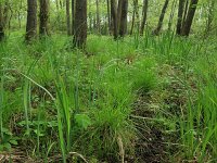 Carex elongata 23, Elzenzegge, Saxifraga-Hans Boll