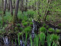 Carex elongata 24, Elzenzegge, Saxifraga-Hans Boll