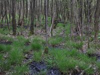 Carex elongata 25, Elzenzegge, Saxifraga-Hans Boll