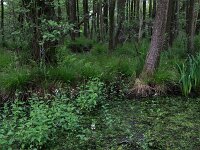 Carex elongata 28, Elzenzegge, Saxifraga-Hans Boll