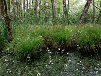 Carex elongata 33, Elzenzegge, Saxifraga-Hans Boll