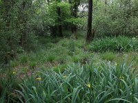 Carex elongata 34, Elzenzegge, Saxifraga-Hans Boll