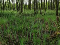 Carex elongata 36, Elzenzegge, Saxifraga-Hans Boll