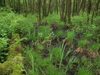 Carex elongata 39, Elzenzegge, Saxifraga-Hans Boll
