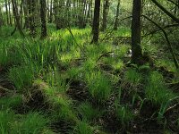 Carex elongata 50, Elzenzegge, Saxifraga-Hans Boll