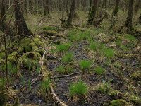 Carex elongata 52, Elzenzegge, Saxifraga-Hans Boll