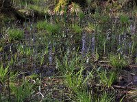 Carex elongata 55, Elzenzegge, Saxifraga-Hans Boll