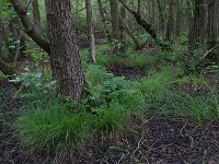 Carex elongata 56, Elzenzegge, Saxifraga-Hans Boll