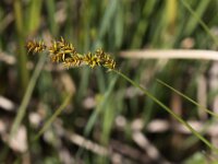 Carex elongata 7, Elzenzegge, Saxifraga-Peter Meininger