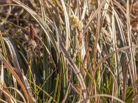 Carex ericetorum 12, Heidezegge, Saxifraga-Mark Zekhuis