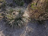 Carex ericetorum 2, Heidezegge, Saxifraga-Mark Zekhuis