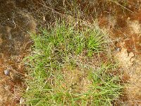 Carex ericetorum 3, Heidezegge, Saxifraga-Rutger Barendse