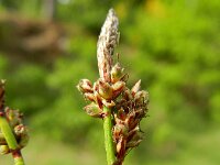 Carex ericetorum 5, Heidezegge, Saxifraga-Rutger Barendse