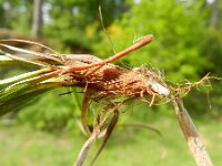 Carex ericetorum 7, Heidezegge, Saxifraga-Rutger Barendse