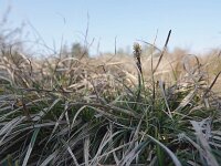 Carex ericetorum 9, Heidezegge, Saxifraga-Mark Zekhuis