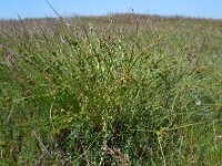 Carex extensa 18, Kwelderzegge, Saxifraga-Ed Stikvoort