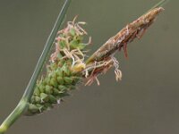 Carex extensa 8, Kwelderzegge, Saxifraga-Peter Meininger