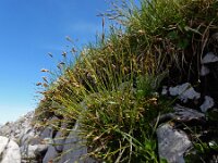Carex firma 10, Saxifraga-Ed Stikvoort