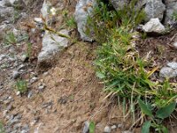 Carex firma 4, Saxifraga-Ed Stikvoort