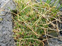 Carex firma 5, Saxifraga-Rutger Barendse
