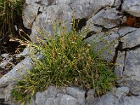 Carex firma 8, Saxifraga-Ed Stikvoort
