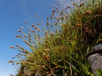 Carex firma 9, Saxifraga-Ed Stikvoort