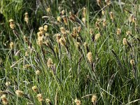 Carex flacca 12, Zeegroene zegge, Saxifraga-Peter Meininger